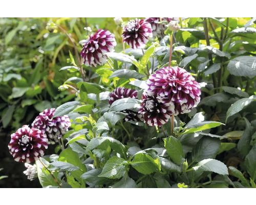 Nahaufnahme einer Gruppe Dahlienblüten im Gartenbeet