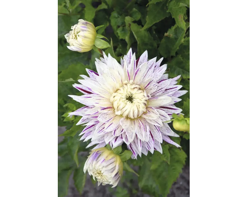 Nahaufnahme einer Dahlie mit gestreiften Blütenblättern