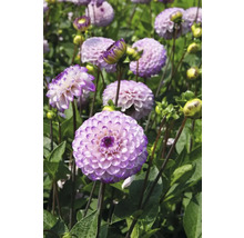 Nahaufnahme von lila Dahlienblüten im Garten