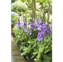 Gruppe blühender Gladiole im Gartenbeet