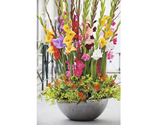 Großes Blumenarrangement mit Gladiolen in einer runden Vase