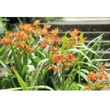 Gruppe von Crocosmia-Blumen mit langen, grünen Blättern im Garten