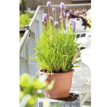 Blühende Prachtscharte in Pflanztopf