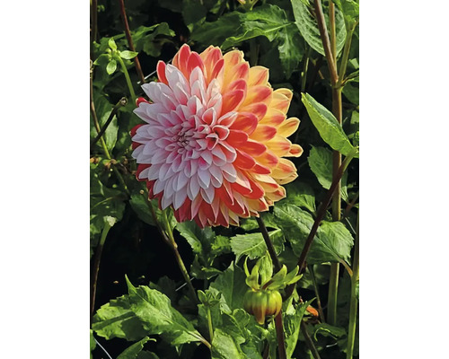 Nahaufnahme einer Dahlie im Garten