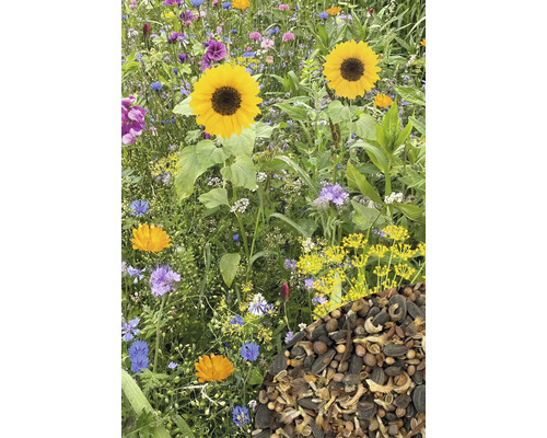 Blumenwiese mit Sonnenblumen und Wildblumenmischung, inklusive Saatgutmischung