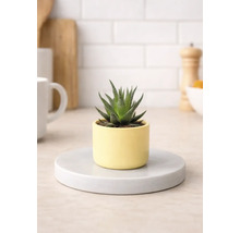 Zimmerpflanze Haworthia im Topf auf Untersetzer