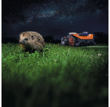 Ein Igel sitzt im Gras, im Hintergrund ein Rasenmähroboter unter dem Sternenhimmel.