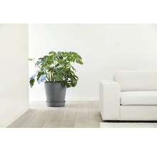 Monstera Pflanze in einem grauen Pflanztopf mit Untersetzer auf hellem Holzboden in einem hellen, modern eingerichteten Wohnzimmer.