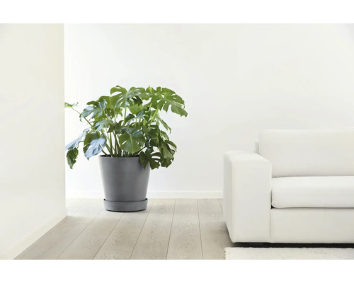 Monstera Pflanze in einem grauen Pflanztopf mit Untersetzer auf hellem Holzboden in einem hellen, modern eingerichteten Wohnzimmer.