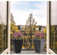 Zwei Blumenkübel mit Heidekraut auf einem Balkon.