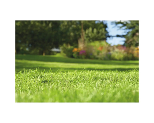 Nahaufnahme von Rasen im Garten