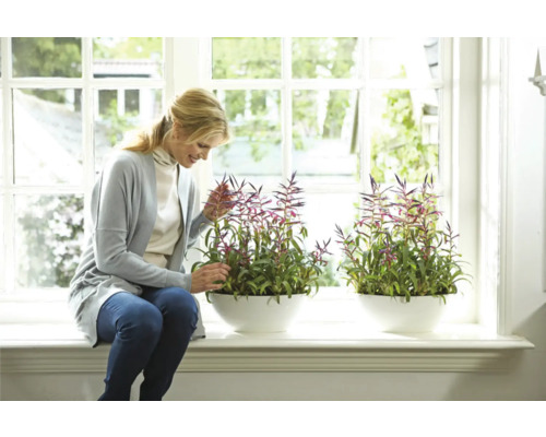 Frau betrachtet Zimmerpflanzen in weißen Pflanzgefäßen auf einer Fensterbank