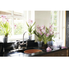 Helle Küche mit Fenster, Spüle und mehreren Topforchideen