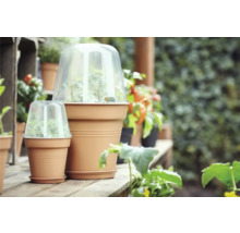 Zwei Pflanztöpfe mit Anzuchthauben auf einer Holzfläche