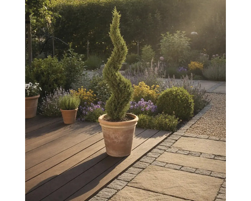 Gartenszene mit einer spiralförmigen Zypresse in einem Topf auf einer Holzterrasse