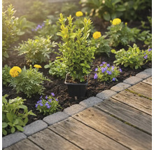 Gartenbeet mit Buchsbaum im Topf, gelben und blauen Blumen neben Holzweg
