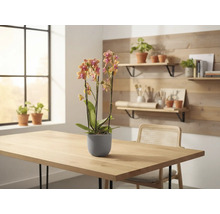 Orchidee im Topf auf einem Tisch, im Hintergrund ein Fenster und Regale