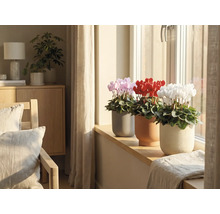 Innenaufnahme mit rosa, roten und weißen Alpenveilchen in Töpfen auf einem Fensterbrett