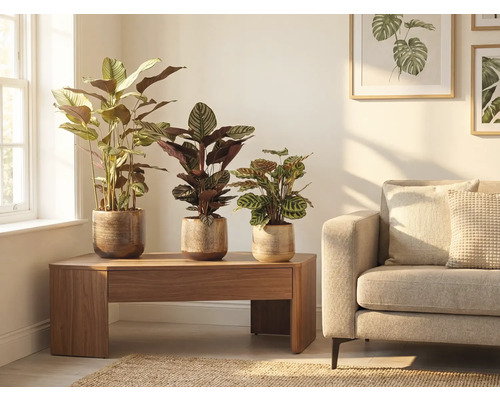 Wohnzimmer-Szene mit drei Zimmerpflanzen in Pflanzgefäßen auf einem Holztisch neben einem Sofa.