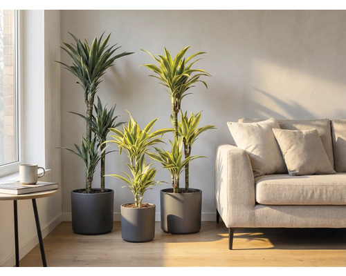 Innenraum mit drei Drachenbaum Pflanzen in grauen Töpfen und einem Sofa