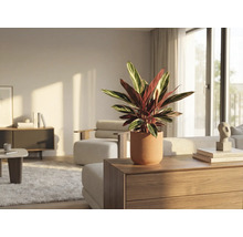 Innenaufnahme eines Wohnzimmers mit einer Gebetspflanze in einem Topf auf einer Kommode