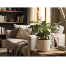 Dekorative Zimmerpflanze in einem gerippten Übertopf auf einem Holztisch in einem Wohnzimmer