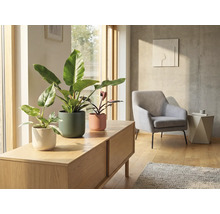 Wohnzimmer mit Zimmerpflanzen in Pflanzgefäßen auf einem Lowboard