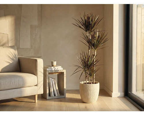 Wohnzimmer mit Drachenbaum in geripptem Übertopf neben Sessel und Beistelltisch
