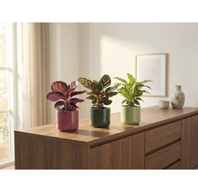 Drei Zimmerpflanzen in Töpfen auf einem Sideboard