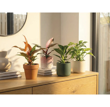 Vier Zimmerpflanzen in Töpfen auf einem Holzschrank.