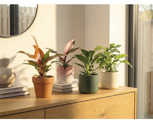 Vier Zimmerpflanzen in Töpfen auf einem Holzschrank.