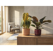 Innenraumszene mit zwei Zimmerpflanzen in Töpfen auf einer Holzkommode