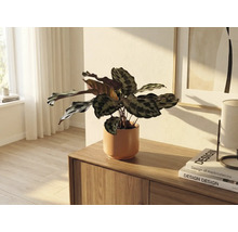 Zimmerpflanze in Keramiktopf auf Holzkommode in hellem Raum