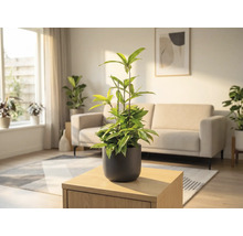 Zimmer mit Topfpflanze auf einem Holztisch