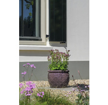 Blumentopf mit blühender Pflanze im Garten