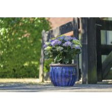 Hortensie in einem blauen Topf vor einem Holzzaun