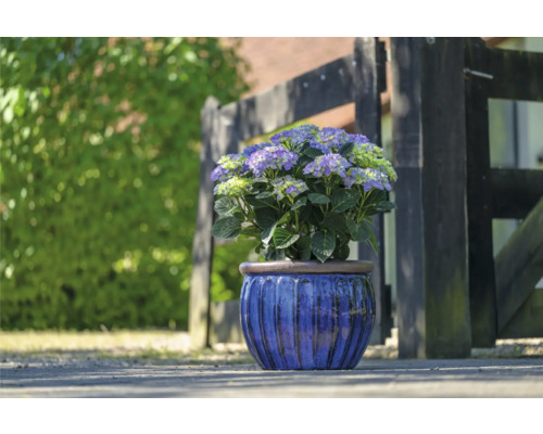Hortensie in einem blauen Topf vor einem Holzzaun