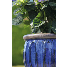 Blauer Pflanztopf mit Hortensien bepflanzt