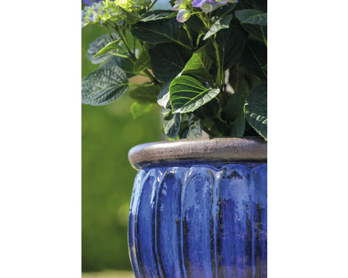 Blauer Pflanztopf mit Hortensien bepflanzt