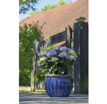 Hortensie in blauem Topf vor einem Gartenzaun.