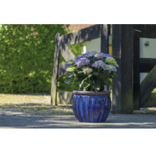 Hortensie im Topf vor Holzzaun