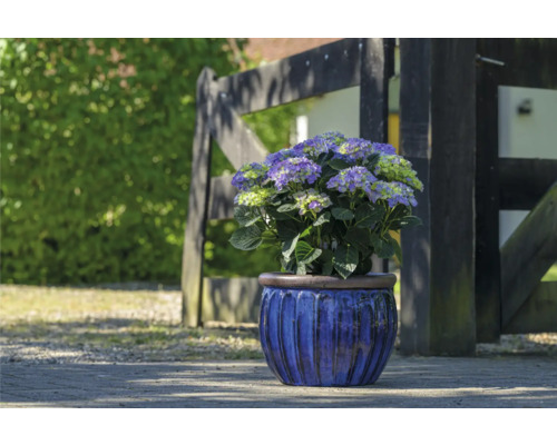 Hortensie im Topf vor Holzzaun