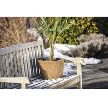 Kokos-Winterschutz für Topfpflanzen auf einer hölzernen Gartenbank im verschneiten Außenbereich.