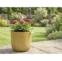 Garten Szene mit Bellis im Pflanzgefäß