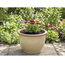 Gefäß mit Bellis im Garten