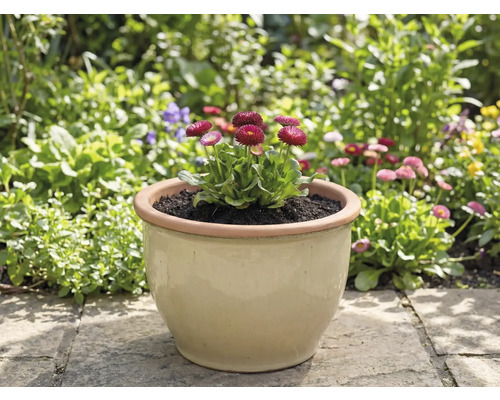 Gefäß mit Bellis im Garten