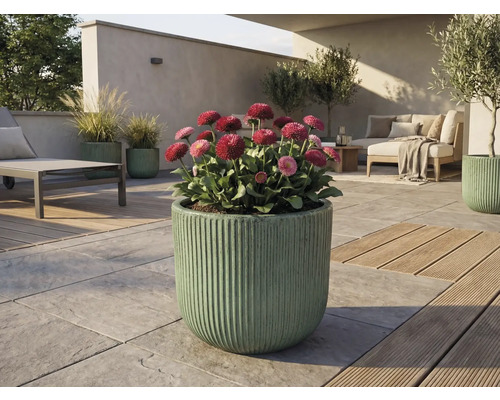 Außenbereich mit blühenden Gänseblümchen in gerilltem Pflanzgefäß