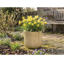 Gelbe Narzissen in einem Pflanzgefäß im Garten.