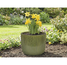 Gelbe Narzissen in einem Pflanzgefäß im Garten.