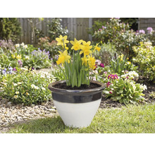 Narzissen in einem Pflanzgefäß im Garten.